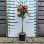 Červienka Fraserova (Photinia × fraseri) ´RED ROBIN´ - výška 90-100 cm, kont. C7L - NA KMIENKU